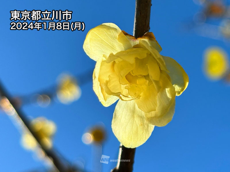 可憐にほころぶ冬のビタミンカラー ロウバイ(蝋梅)が開花 - ウェザー