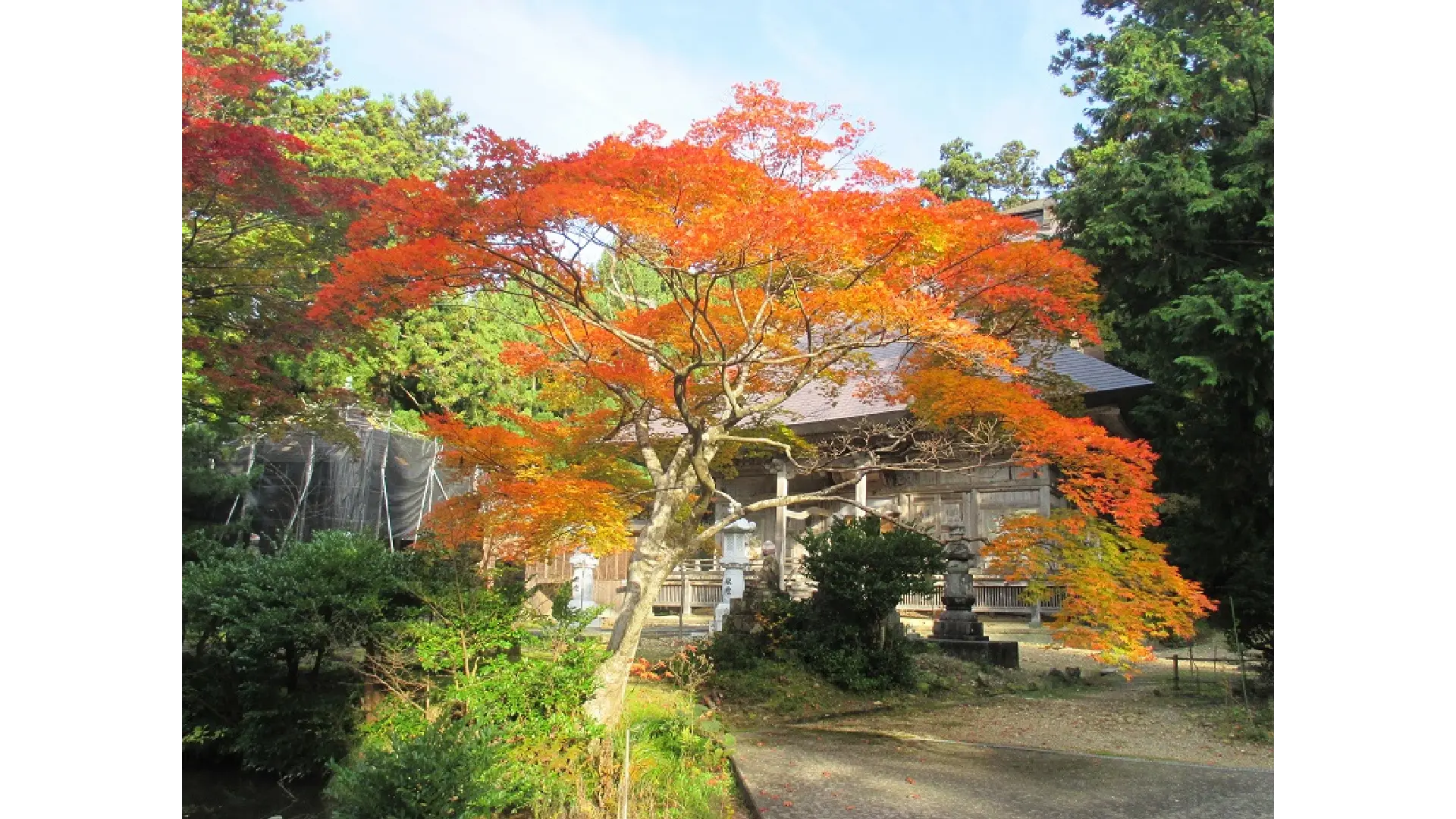 国上山の紅葉情報【2025】 - ウェザーニュース