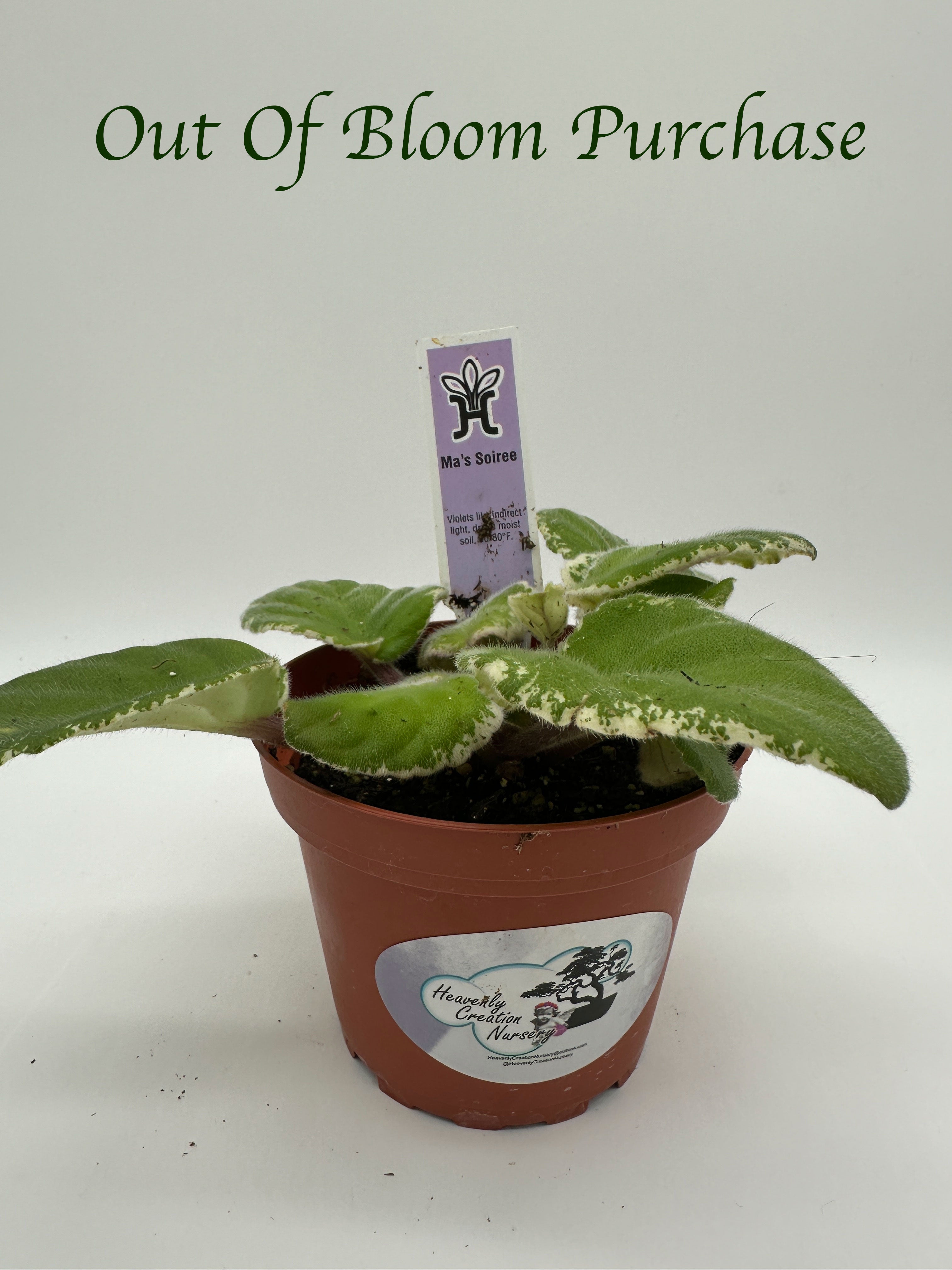 Ma's Soiree - Live African Violet 4