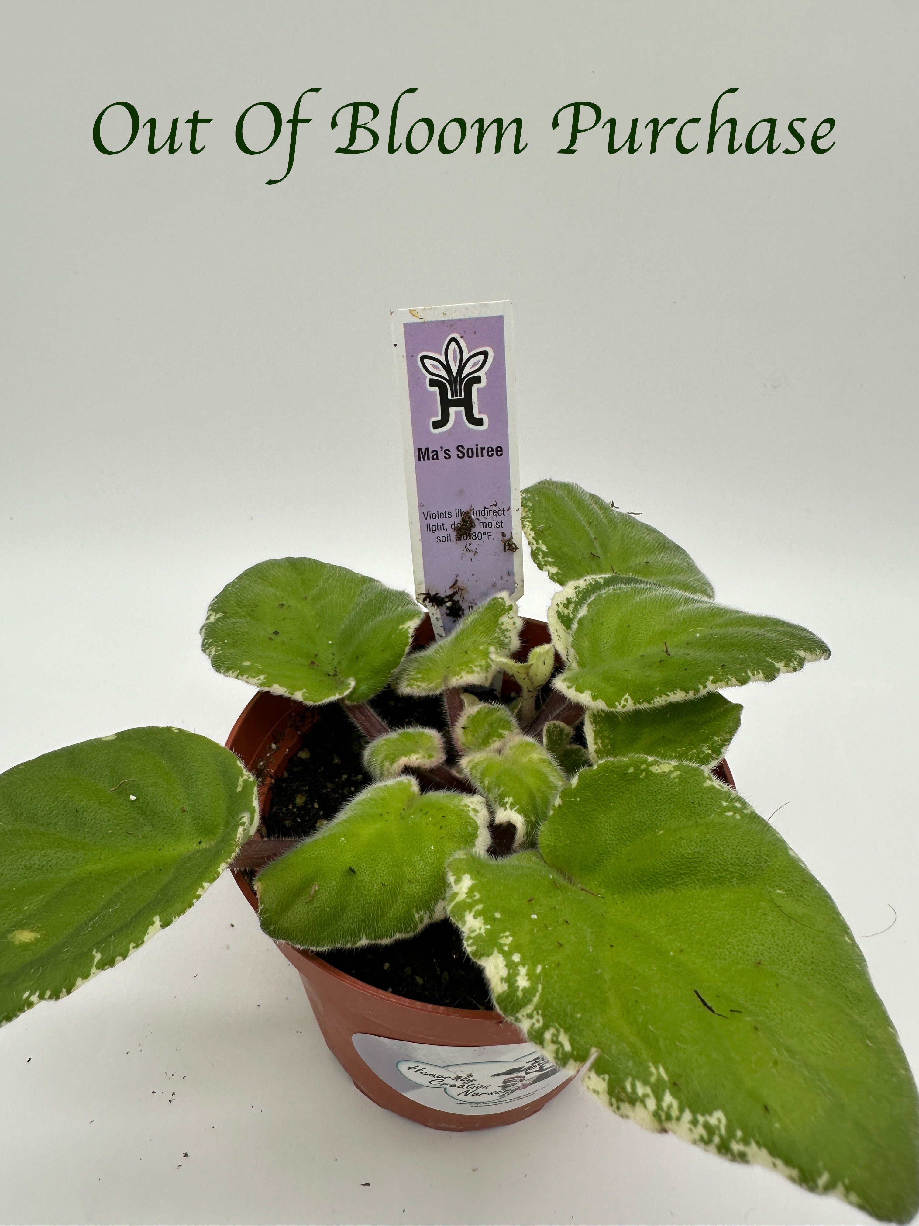 Ma's Soiree - Live African Violet 4