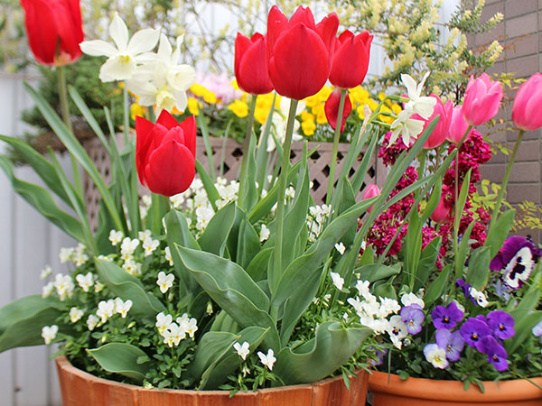 チューリップ寄せ植え特集｜ valor-navi バローナビ
