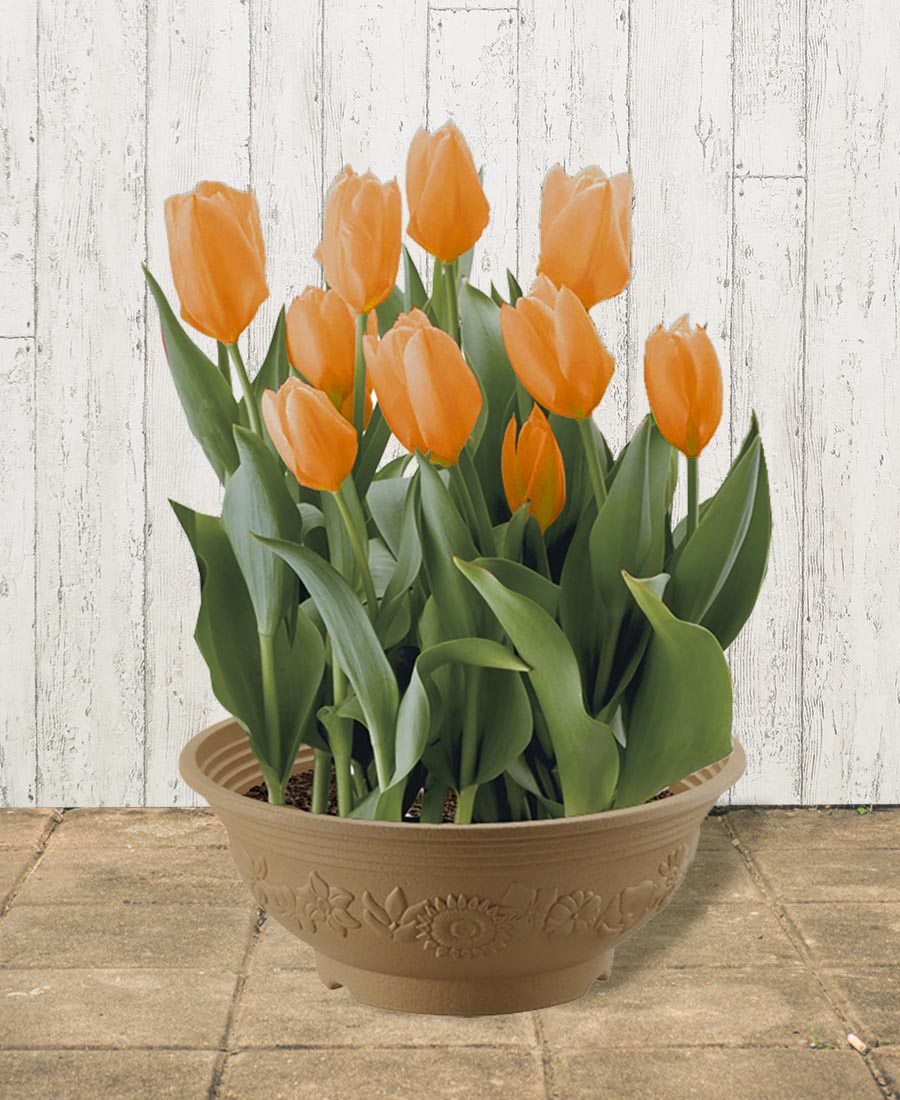 チューリップ寄せ植え特集｜ valor-navi バローナビ