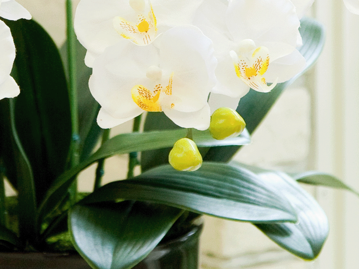 光触媒を使ったアーティフィシャルフラワー（造花）アレンジ | メリエンダ