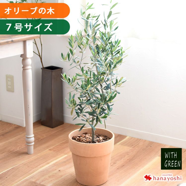 鉢植え オリーブの木 7号鉢 ＜テラコッタ鉢でお届け＞ | フラワー