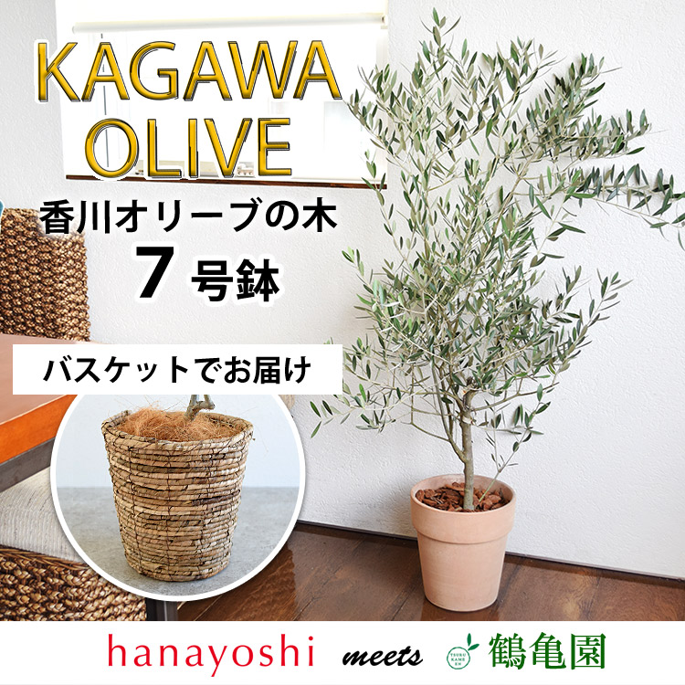 鶴亀園さんの香川オリーブの木 7号鉢 ＜黒ブリキ鉢でお届け