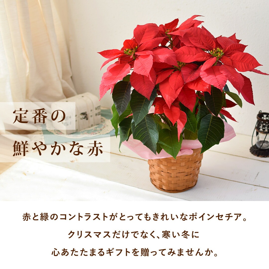 鉢植え ポインセチア 5号鉢 11/15～12/20の間でお届け 送料無料