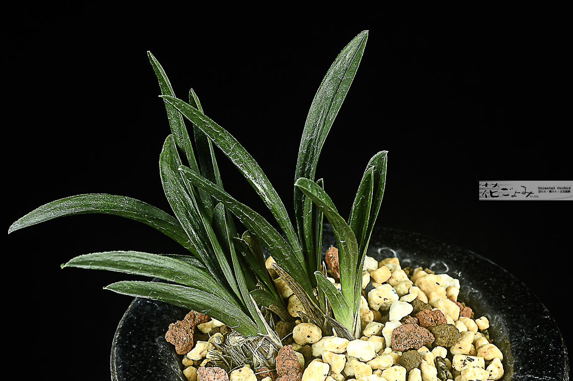 力ある種木・日本春蘭【金閣宝】 - 東洋蘭専門店 花ごよみ | 春蘭