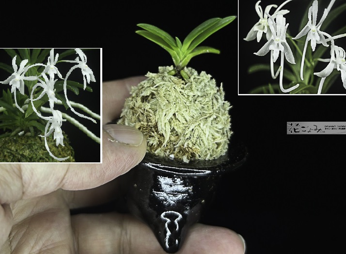 宮崎産山採り・青軸青根・小型葉変り・三蝶咲【魁龍5】豆富貴蘭鉢入り