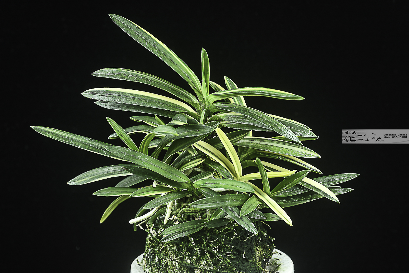 コート目最上柄・徳島産墨縞芸【阿波墨錦】 - 東洋蘭専門店 花ごよみ