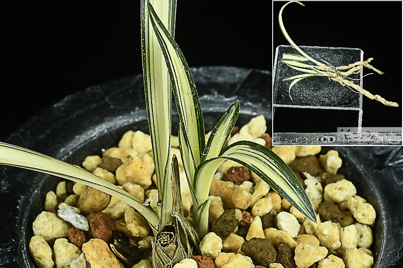 力ある種木・日本春蘭【金閣宝】 - 東洋蘭専門店 花ごよみ | 春蘭