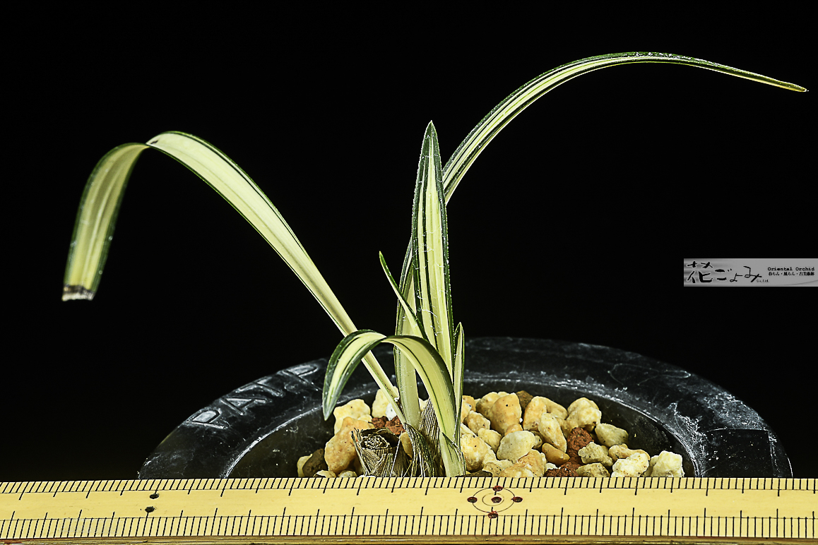 力ある種木・日本春蘭【金閣宝】 - 東洋蘭専門店 花ごよみ | 春蘭
