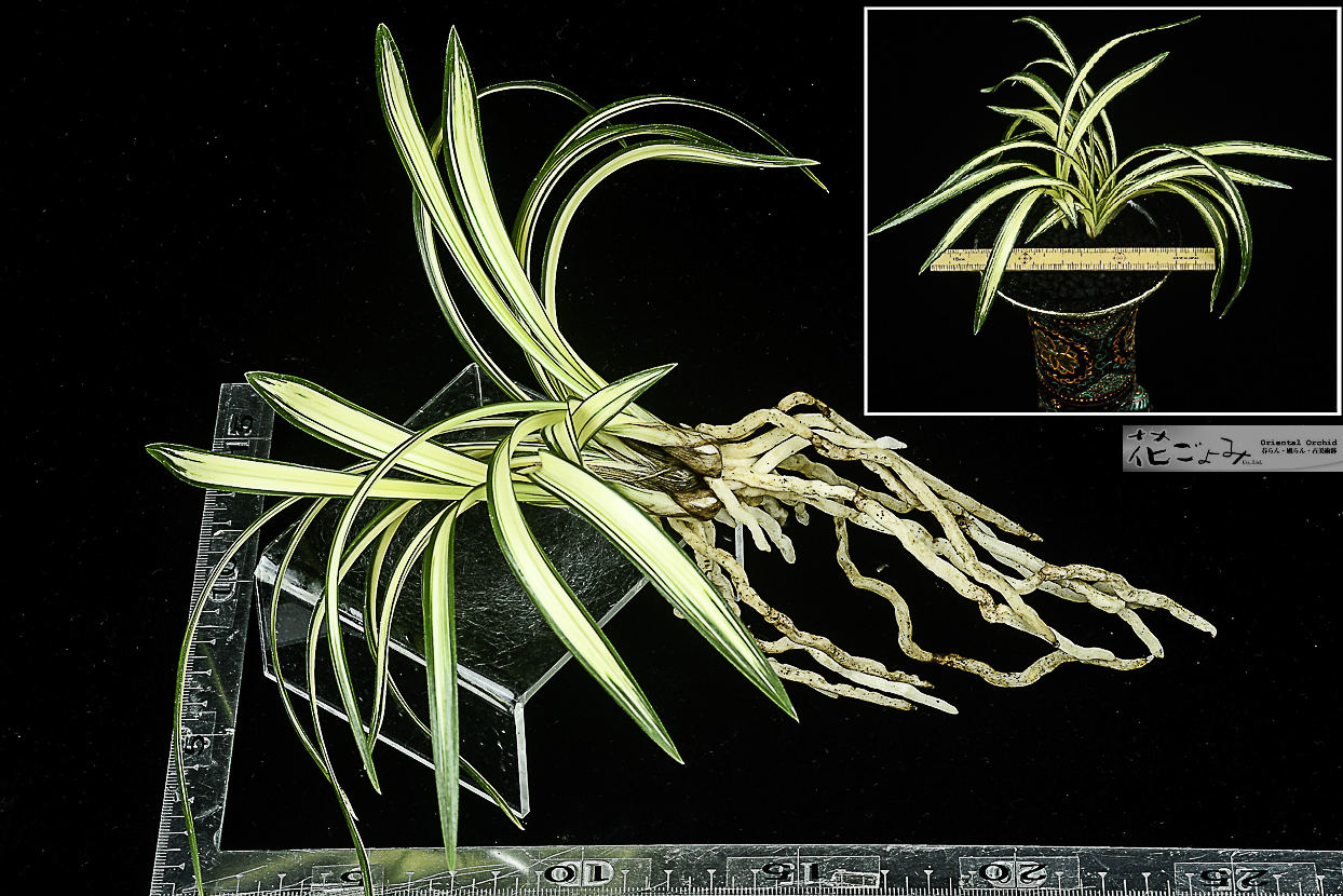 最上木・日本春蘭・中型中透【百華宝】 - 東洋蘭専門店 花ごよみ