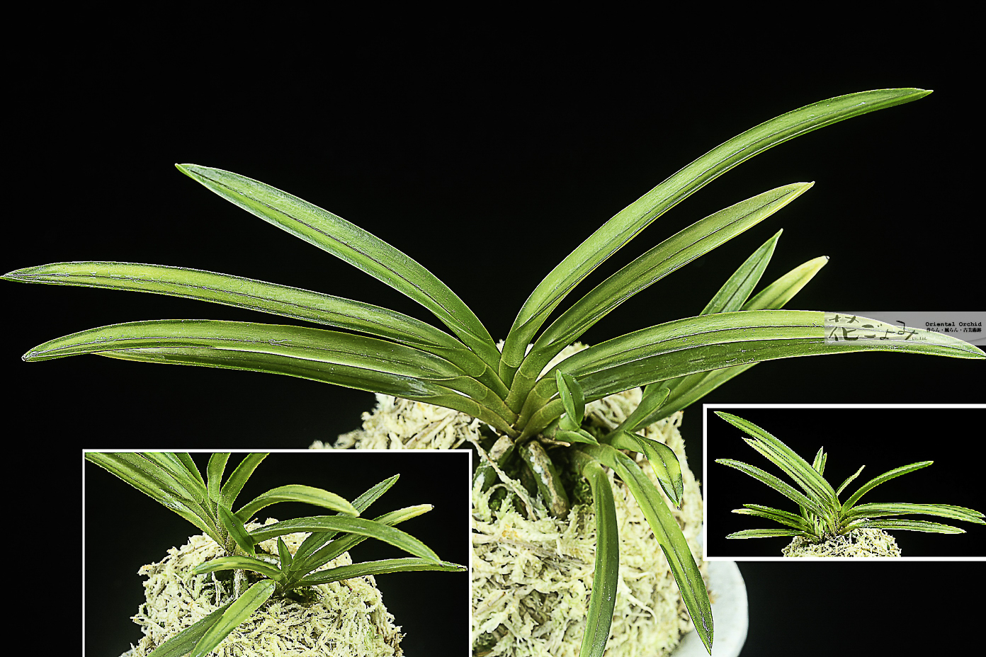 Phalaenopsis japonica【白覆輪系・名護蘭縞2】 - 東洋蘭専門店