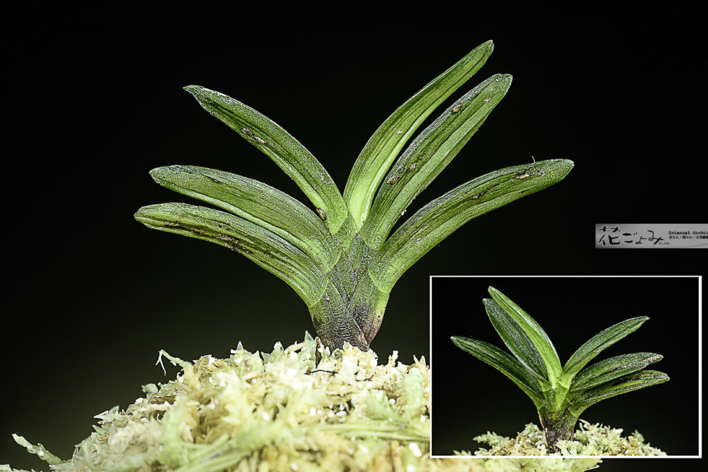 価格-￥3000～ - 東洋蘭専門店 花ごよみ | 春蘭・富貴蘭など通販ならお