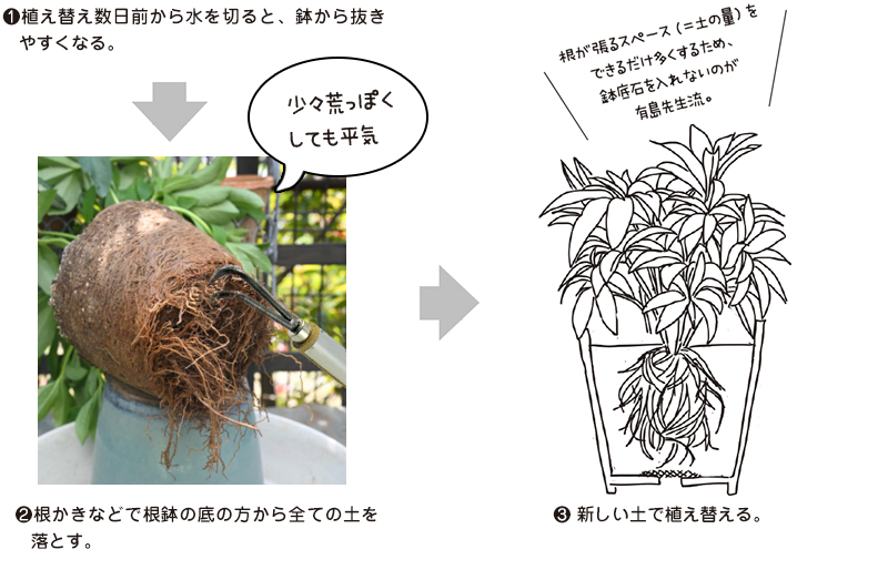 クリスマスローズの 栽培サイクル』(2) | 花ごころメディア | 花ごころ