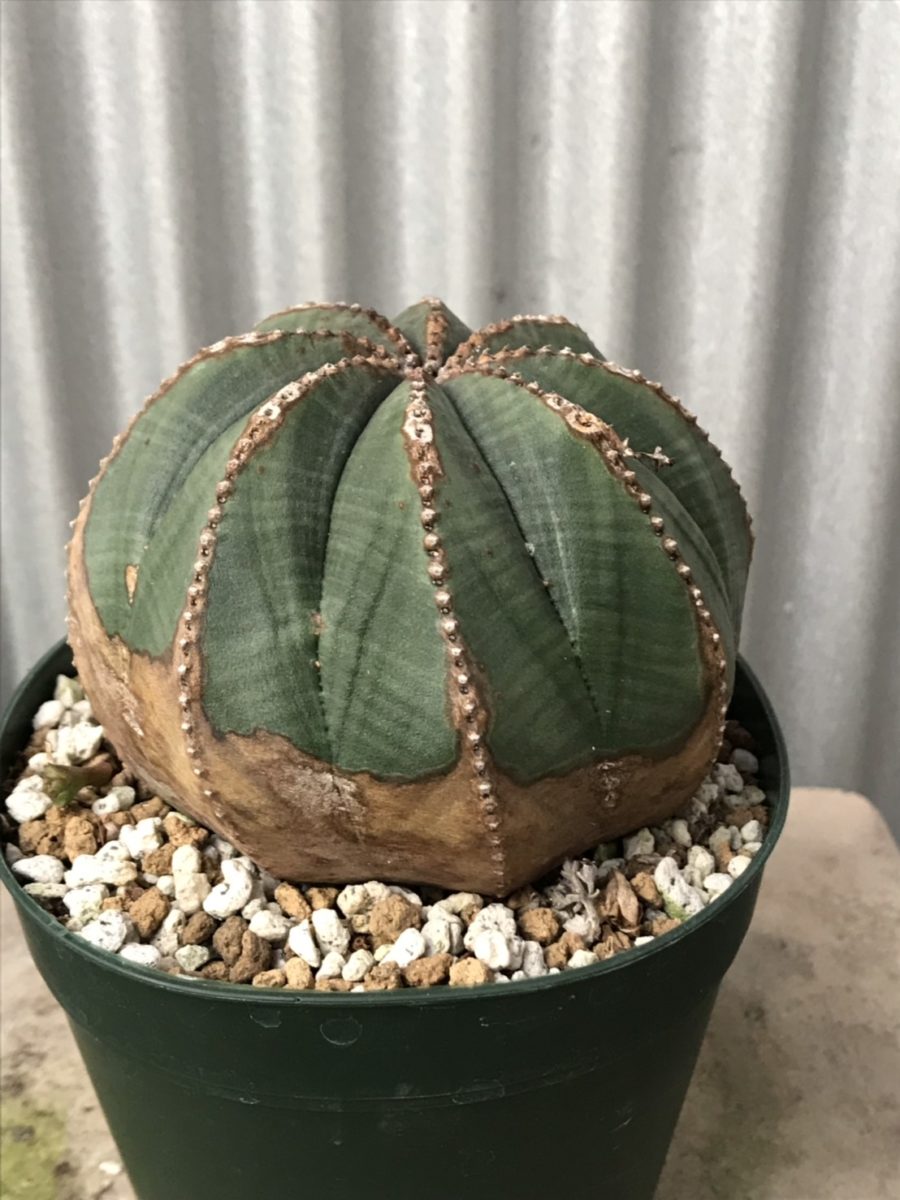 ユーフォルビア オールドオベサ sold out – 【公式】花伝 | 福岡県