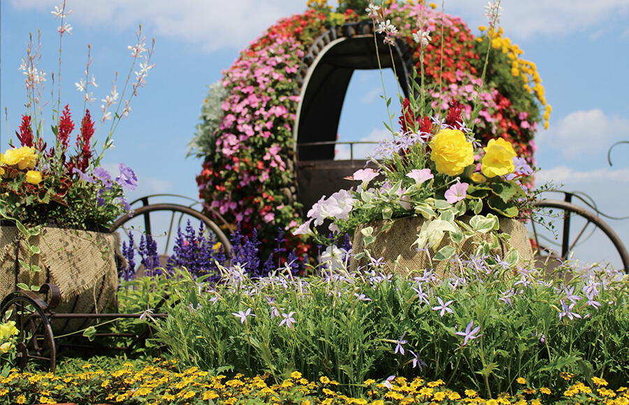ワイルドマジョラム | 花の拠点 はなふる（ハナフル）