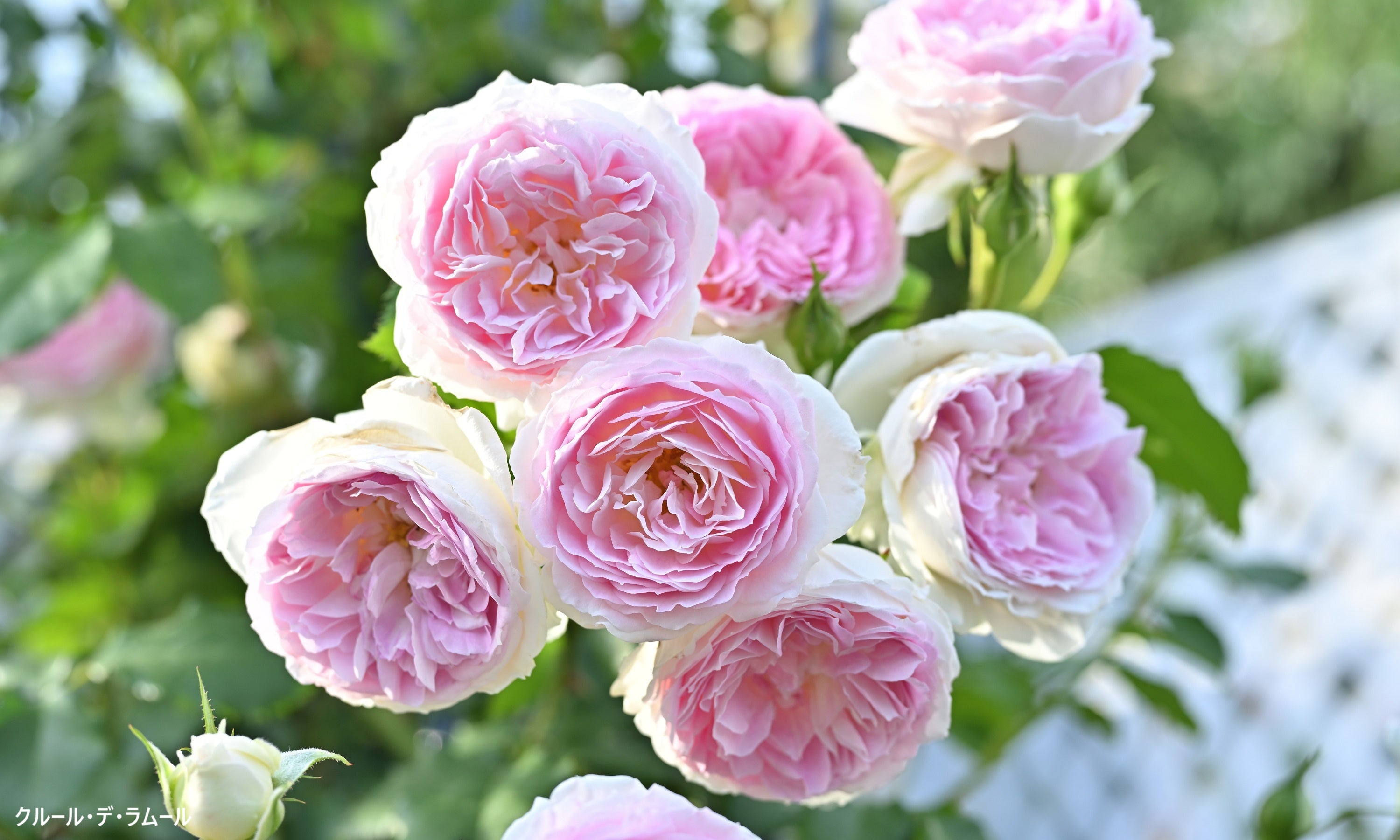 はなはなショップ