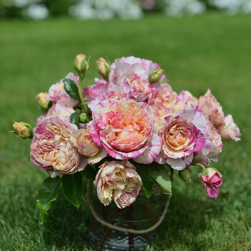 長尺苗】エドゥアール・マネ（29584） – はなはなショップ