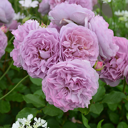 ローズ・ドゥ・メルスリー – はなはなショップ