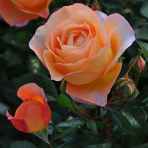 ロビン – はなはなショップ