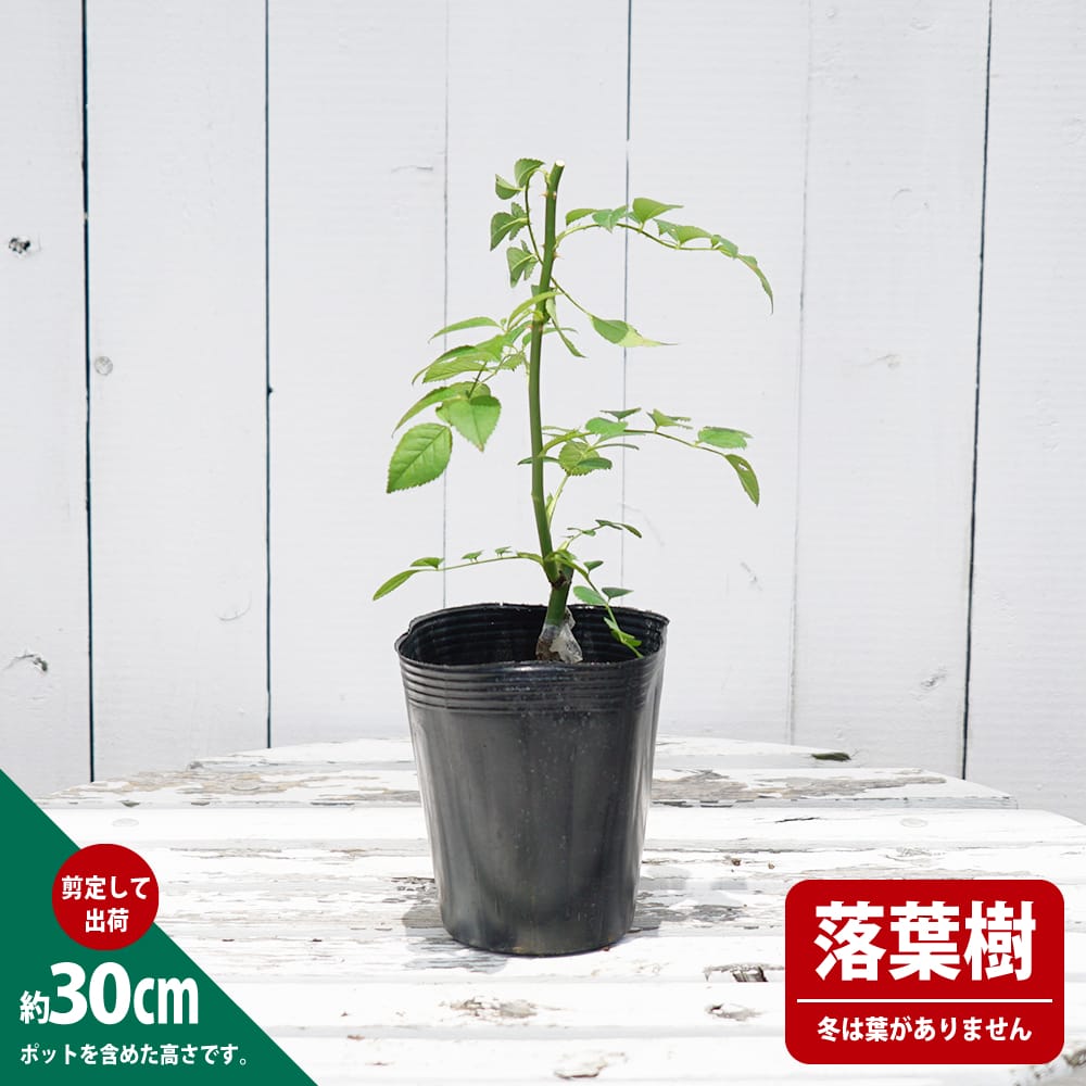 バラ シェエラザード S シュラブ （半つるバラ）の通販 おすすめ 苗木部