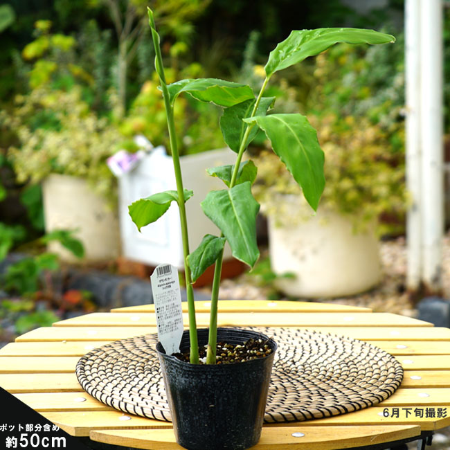 ガランガ ガランガ 苗 販売 苗木部 By 花ひろばオンライン