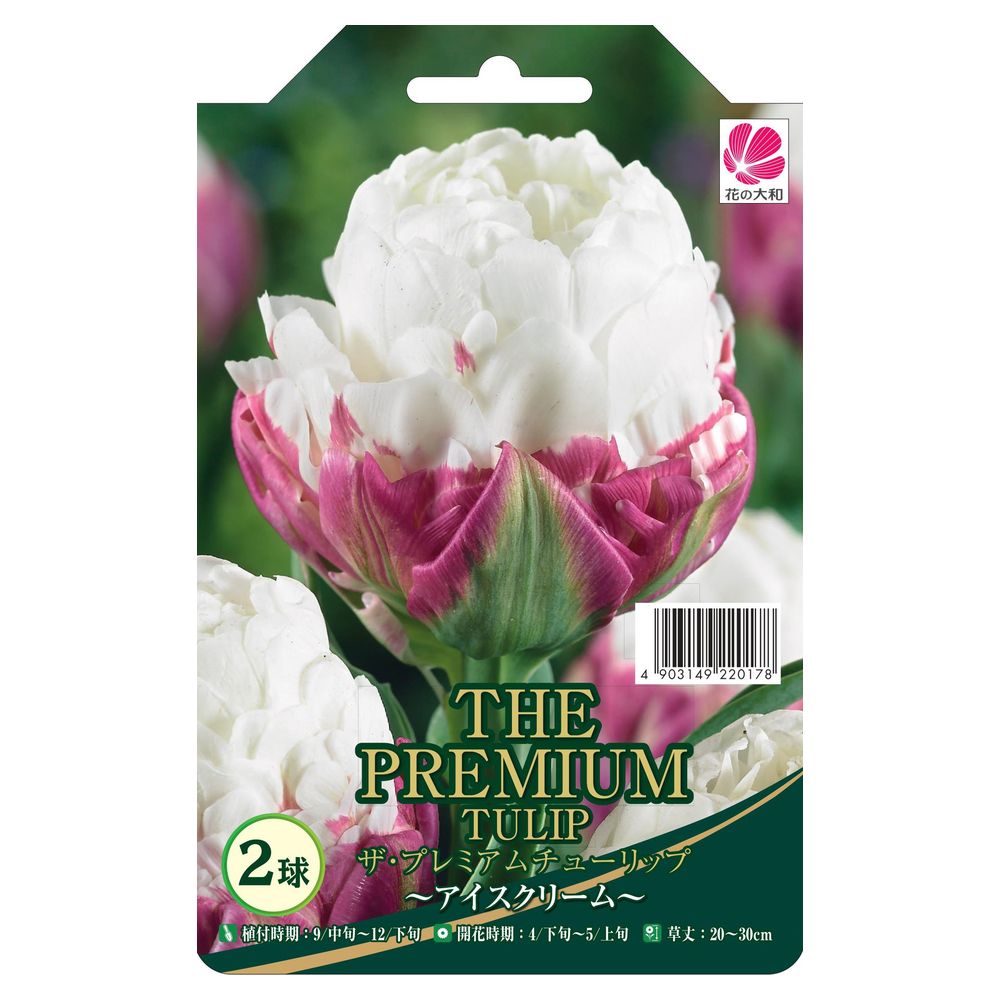 チューリップ アイスクリーム 八重遅咲き系 苗 販売 苗木部 By 花