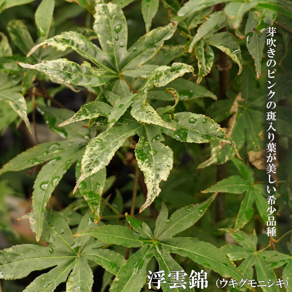 カエデ・もみじ イロハモミジ系 浮雲錦の通販 苗木部 By 花ひろば