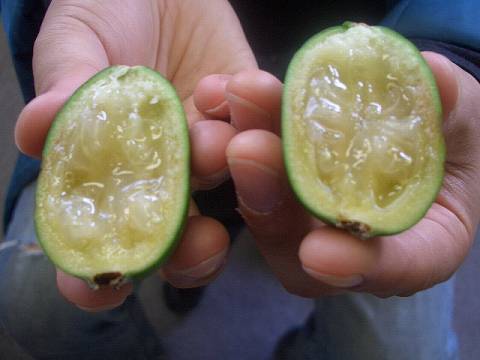 フェイジョア クーリッジ 苗 通販 苗木部 By 花ひろばオンライン