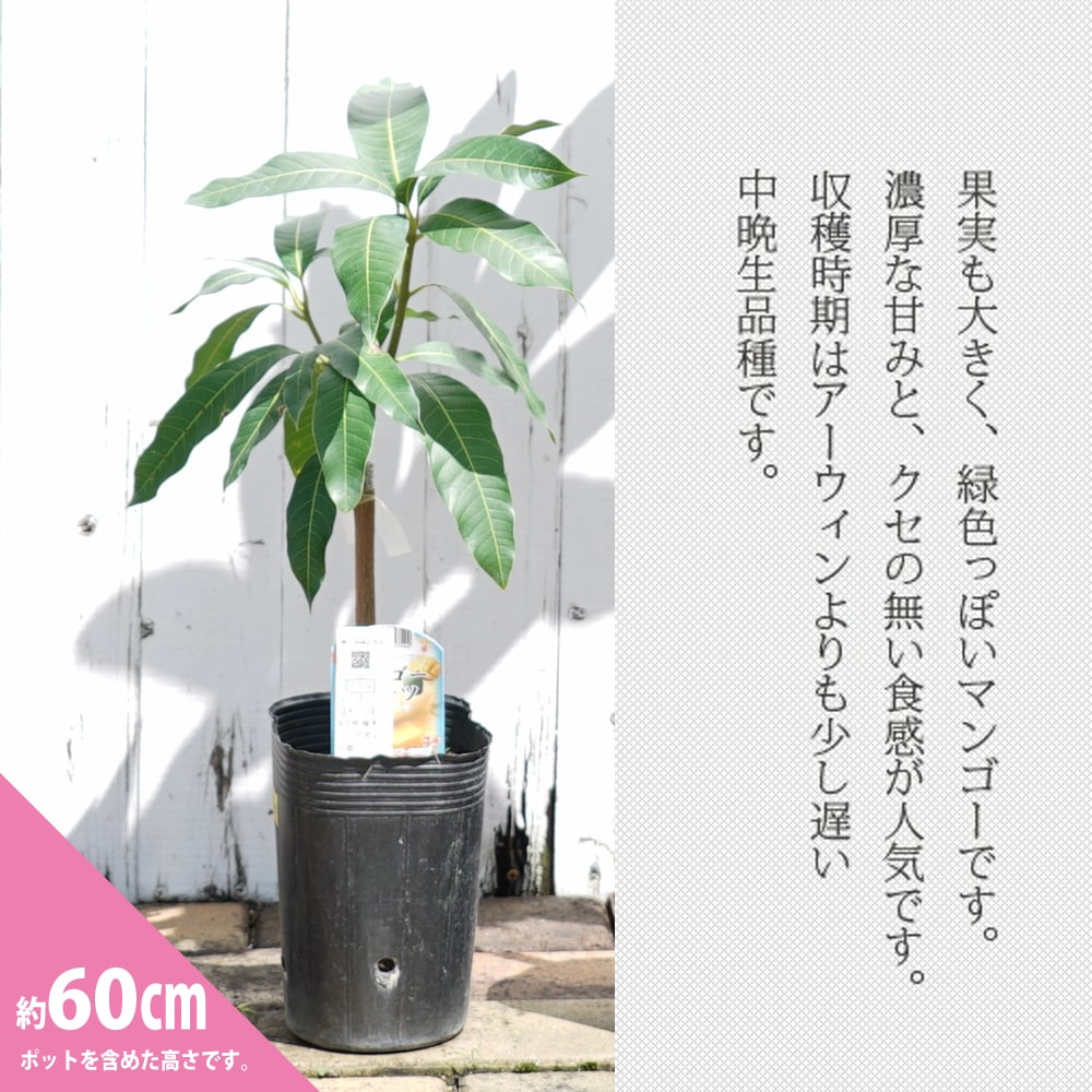 マンゴー キーツ 苗 販売 苗木部 By 花ひろばオンライン