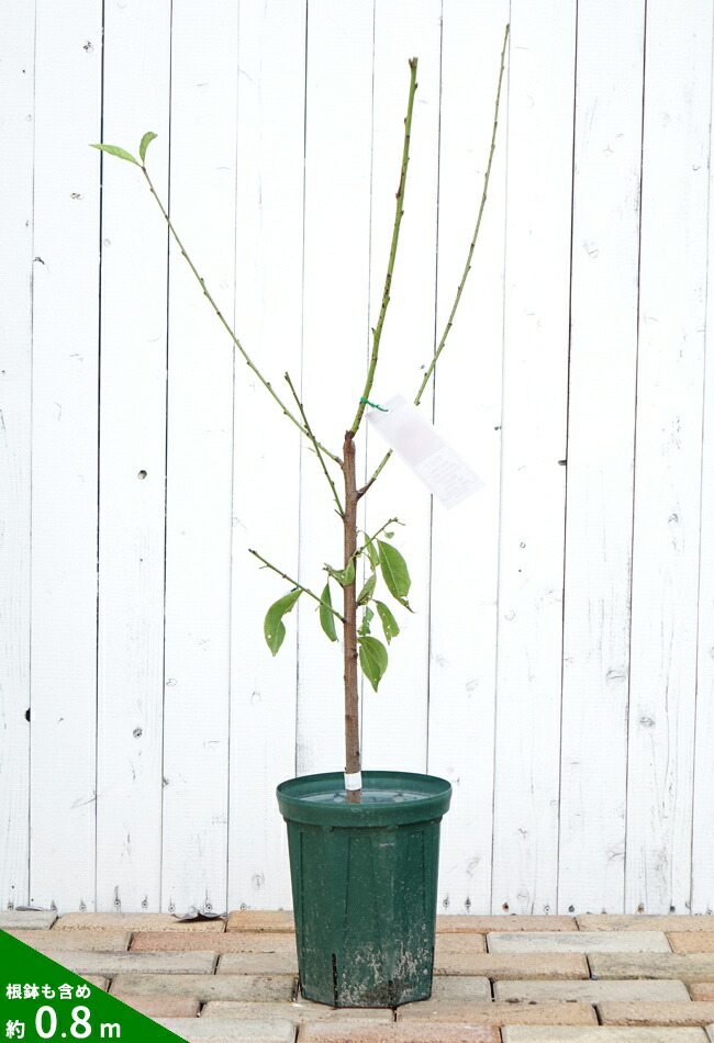 モモ 白桃 川中島白桃 苗 育て方 苗木部 By 花ひろばオンライン