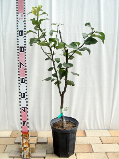 梨 赤ナシ なるみ 苗 おすすめ 苗木部 By 花ひろばオンライン