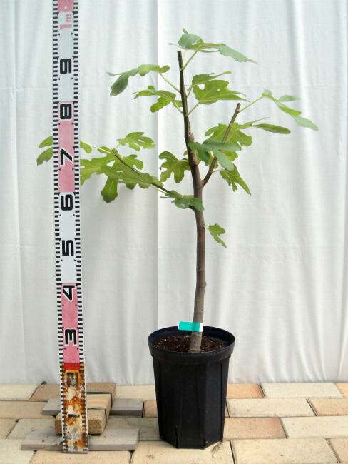 イチジク 夏秋兼用種 プレコスの通販 苗木部 By 花ひろばオンライン