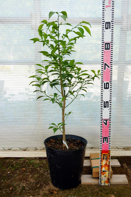 柑橘 温州みかん 興津早生 苗 通販 苗木部 By 花ひろばオンライン