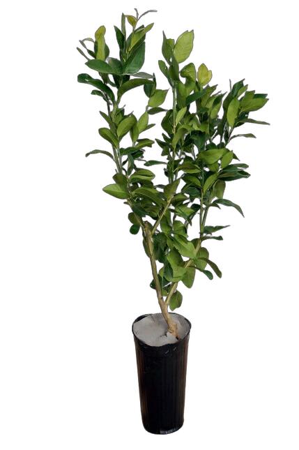 柑橘 柚子 花柚子 苗 通販 苗木部 By 花ひろばオンライン