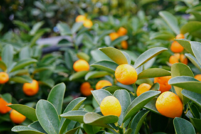 柑橘 キンカン 大実金柑 福寿 （きんかん ふくじゅ） 苗 通販 苗木部