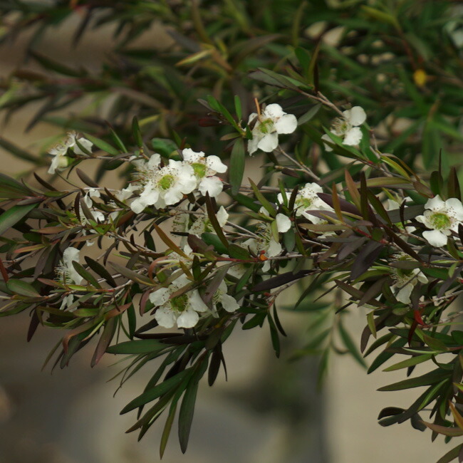 レプトスペルマム カッパーグロウ 苗 おすすめ 苗木部 By 花ひろば