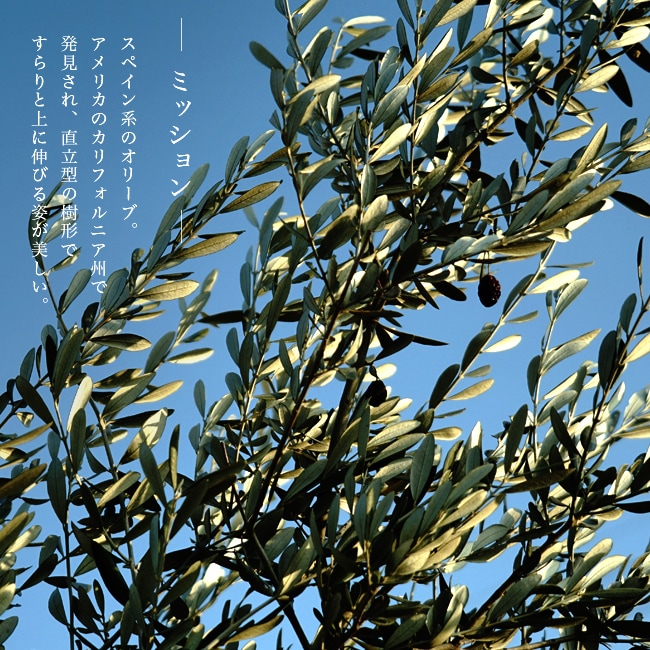 オリーブ ミッション 苗 販売 苗木部 By 花ひろばオンライン