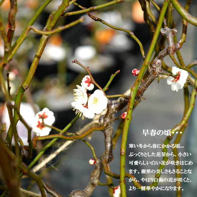 ウメ 雲竜梅 花梅 青軸性 苗 販売 苗木部 By 花ひろばオンライン