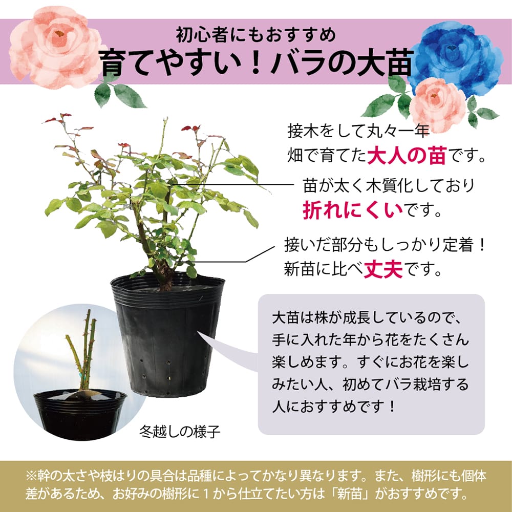 バラ ファーストインプレッション Mini ミニバラ 苗 販売 苗木部 By 花