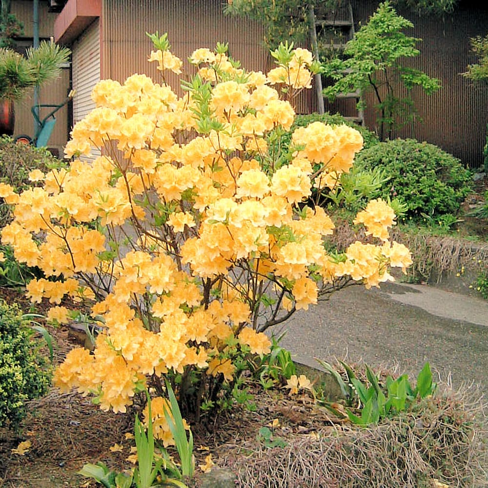 ツツジ キレンゲツツジ 苗 販売 苗木部 By 花ひろばオンライン