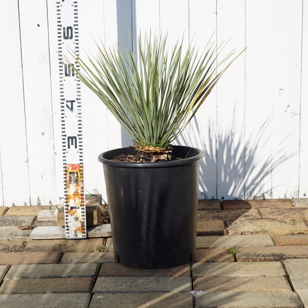 ユッカ ロストラータ ハイブリッドの通販 苗木部 By 花ひろばオンライン