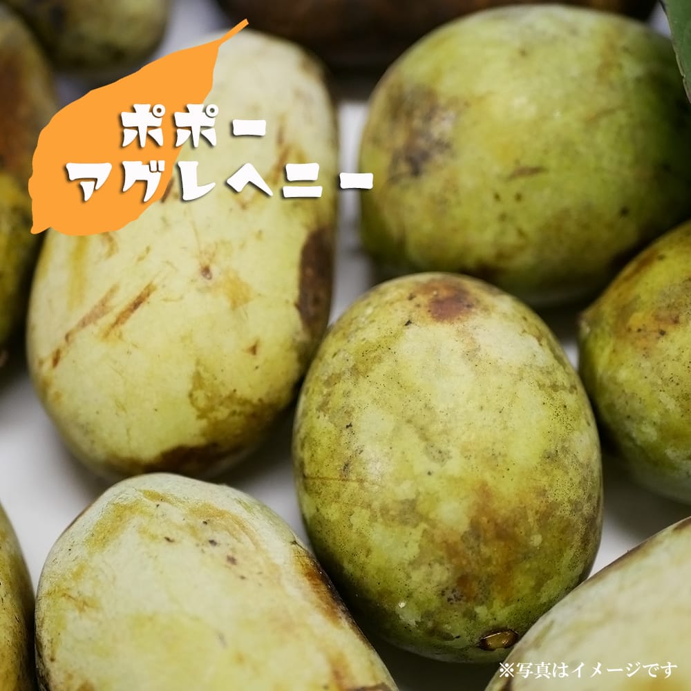 ポポー ピーターソンポポー アレグヘニーの通販 おすすめ 苗木部 By 花