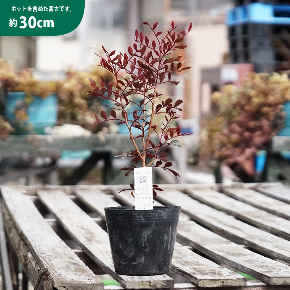 ピスタチア 苗 販売 苗木部 By 花ひろばオンライン