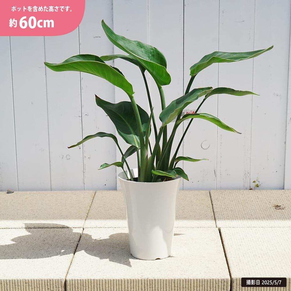 ストレリチア オーガスタ 苗 販売 苗木部 By 花ひろばオンライン