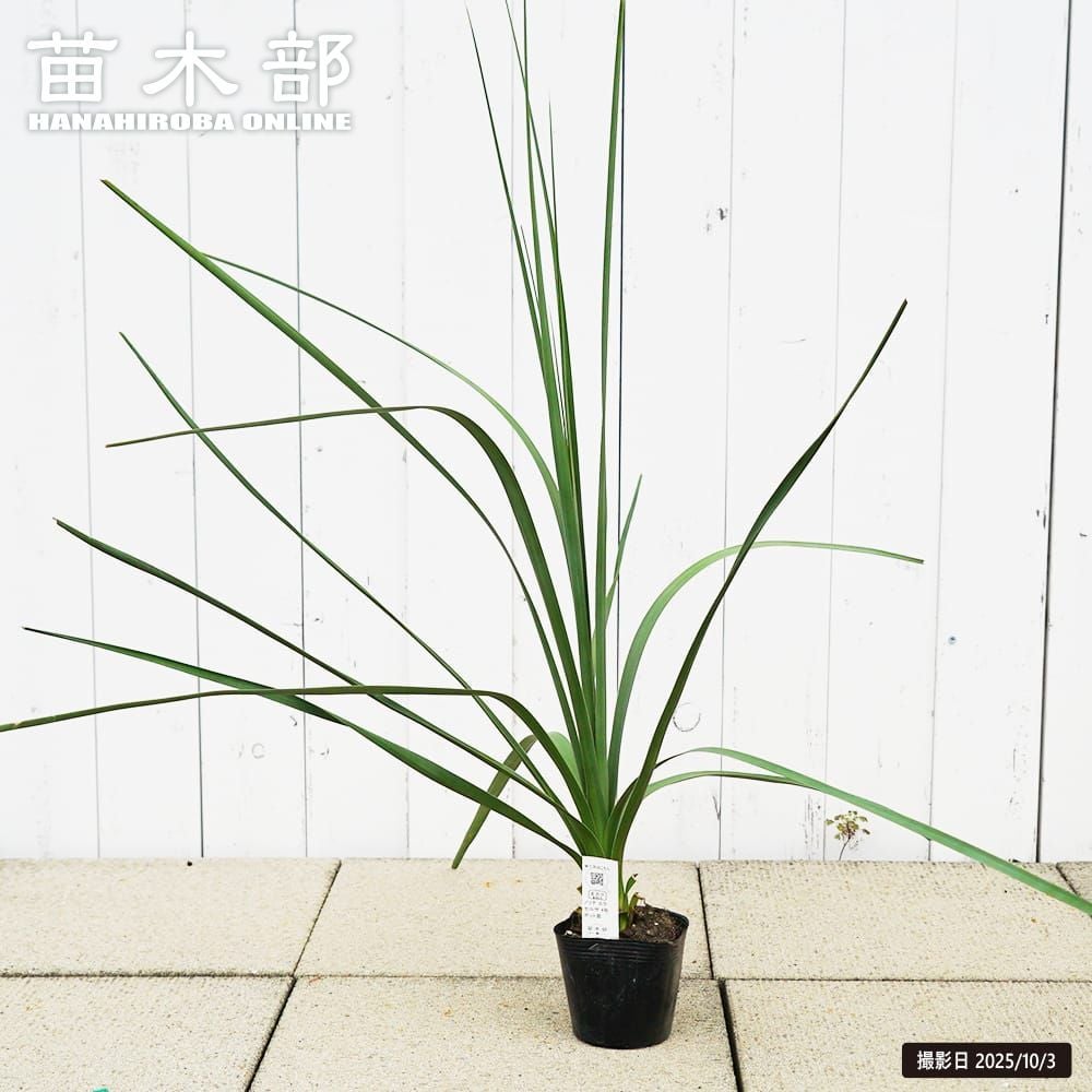 ヤシ サバルヤシ 苗 販売 苗木部 By 花ひろばオンライン