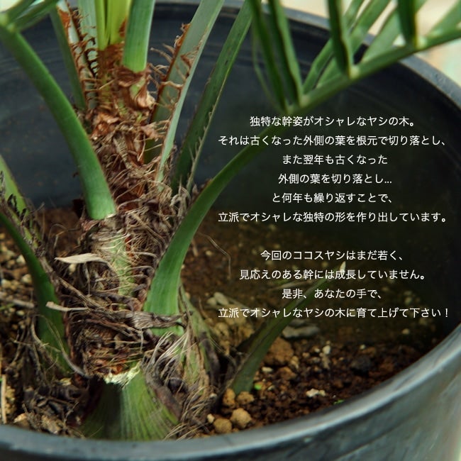 000000041709-02.jpg?size=l&w=