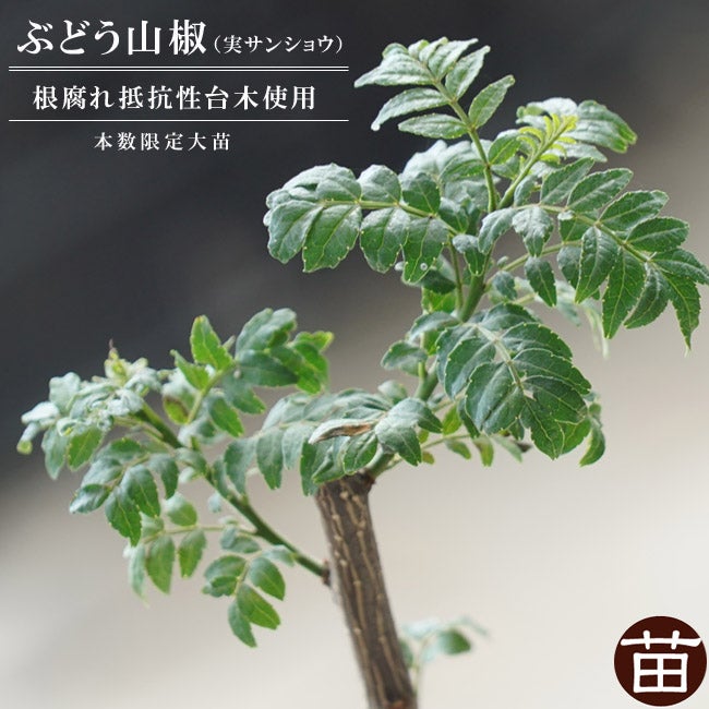 ヤシ サバルヤシの通販 おすすめ 苗木部 By 花ひろばオンライン