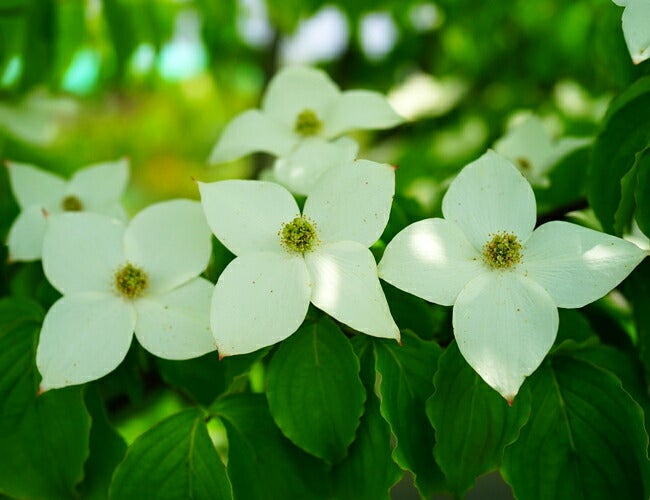 000000042320-05.jpg?size=l&w=